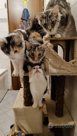 Cucciole norvegese delle foreste