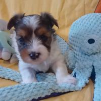 Yorkshire biewer terrier