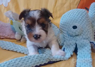 Yorkshire biewer terrier