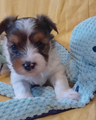 Yorkshire biewer terrier