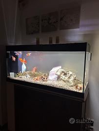 Acquario completo