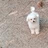 maltese-cuccioli-linea-coreana-maschi
