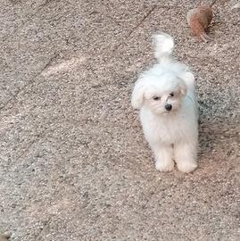 Maltese cuccioli linea coreana maschi