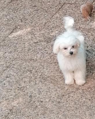 Maltese cuccioli linea coreana maschi