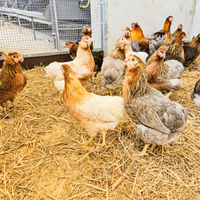 Araucana galline dalle uov.a azzurre