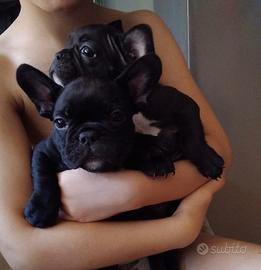 Bouledogue Francese femminuccia