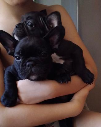 Bouledogue Francese femminuccia