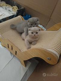 Scottish Fold Gatti