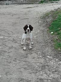 Springer Spaniel