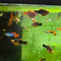 Pesci acqua dolce Platy e guppy