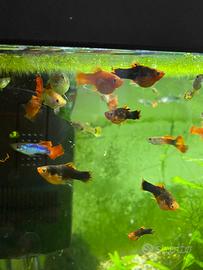 Pesci acqua dolce Platy e guppy