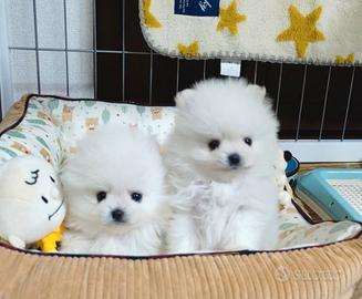 Cucciolini Spitz toy stupendi