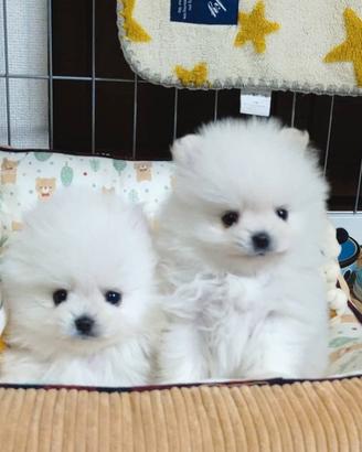 Cucciolini Spitz toy stupendi