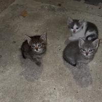 Gattini nati il 6 agosto