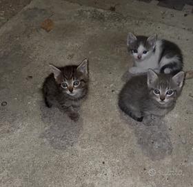 Gattini nati il 6 agosto