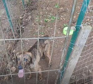 Segugio maremmano tigrato