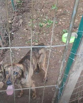 Segugio maremmano tigrato