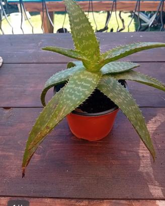 aloe maculata 
