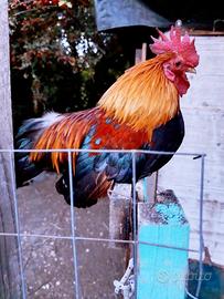 Gallo Nagasaki.