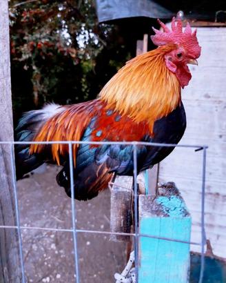 Gallo Nagasaki.