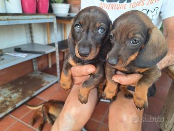 Bassotto tedesco cuccioli
