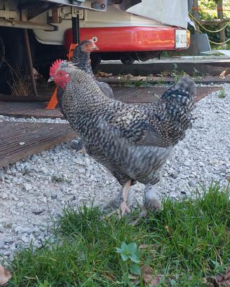 Gallo