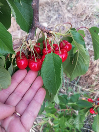 Terreno agricolo ciliegieto