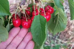 Terreno agricolo ciliegieto