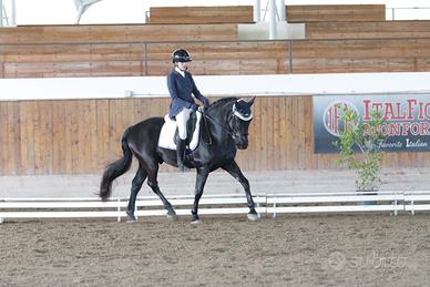 Cavallo da Dressage/passeggiate