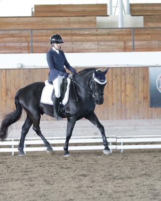 Cavallo da Dressage/passeggiate