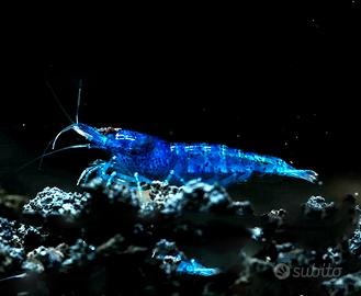 Piante pesci ampullarie ed altro