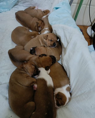 Ciccioli Pitbull