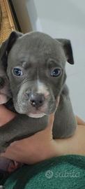 Pitbull
