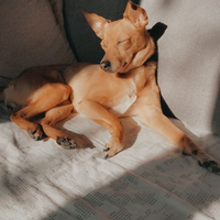 Cagnolina in adozione