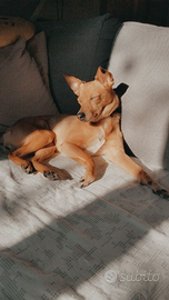 Cagnolina in adozione