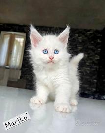 Cuccioli maine coon ( pedigree )