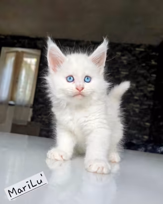 Cuccioli maine coon ( pedigree )