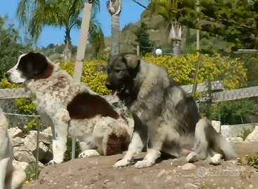 Caucaso - Asia Centrale