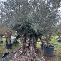 Piante di ulivo per il giardino