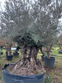 Piante di ulivo per il giardino