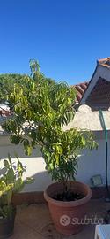 Albero di percoco