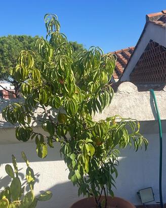 Albero di percoco