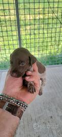 Bracco pointer
