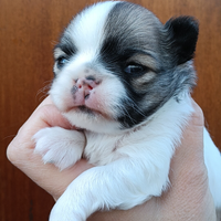 Maschietto chihuahua