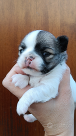 Maschietto chihuahua