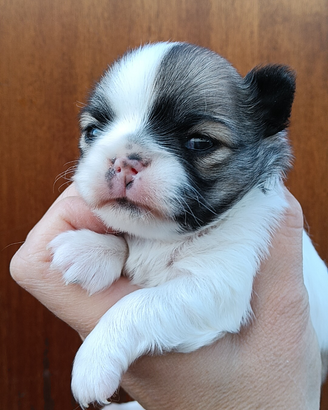 Maschietto chihuahua