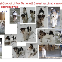 Cuccioli Fox terrier