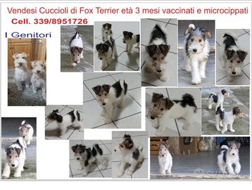 Cuccioli Fox terrier