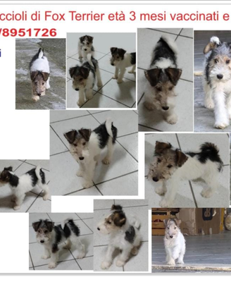 Cuccioli Fox terrier