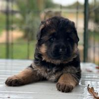 Cucciola Femmina Pastore Tedesco Pelo Lungo